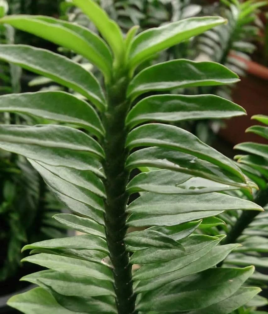 Grün pedilanthus blume samen for anpflanzung - garten favorite, heirloom & gmo free samen for home garten
 
 sale samen for home garten