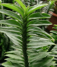 Grün pedilanthus blume samen for anpflanzung - garten favorite, heirloom & gmo free samen for home garten
 
 sale samen for home garten