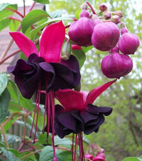 Schwarz & Rosa Fuchsie Blumensamen zur Aussaat – Wildblume Mischung – Traditionssorte & ohne Gentechnik Samen Hausgarten