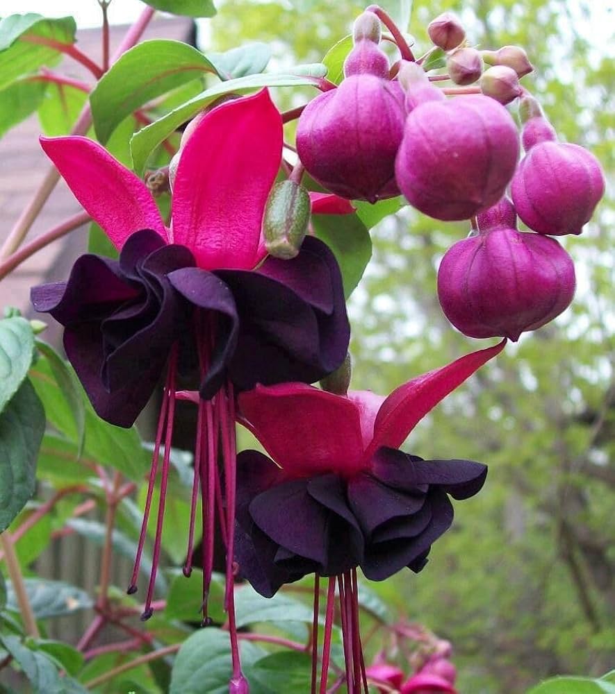 Schwarz Rosa Fuchsie Blumensamen zur Aussaat – Garten beliebt – Traditionssorte & ohne Gentechnik Samen Hausgarten