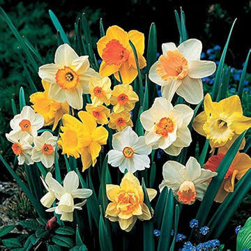 Weiß daffodil blume samen for easy anpflanzung