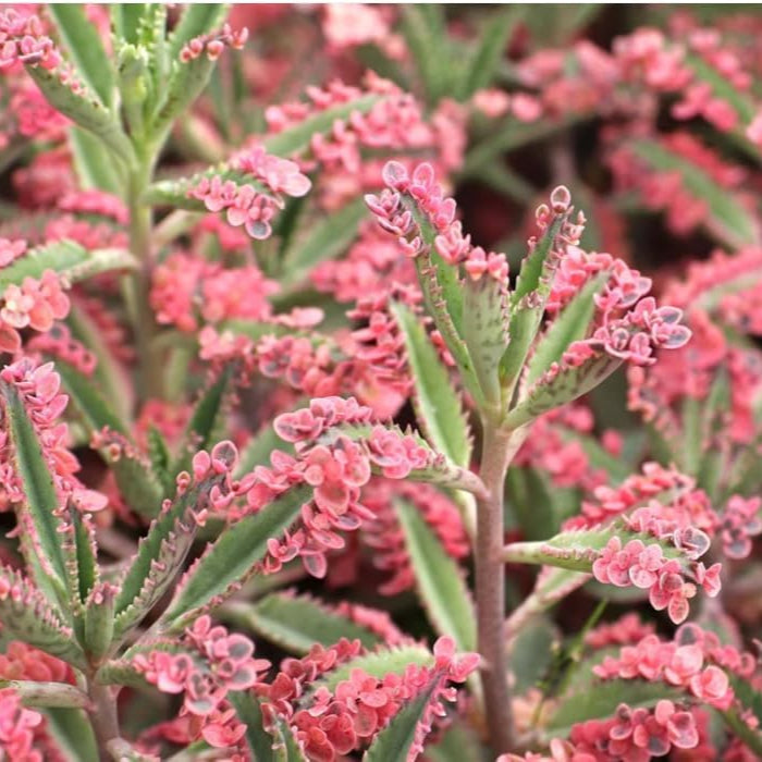 Braun kalanchoe bonsai blume samen for anpflanzung - cut blume favorite, heirloom & gmo free samen for home garten
 
 sale for anpflanzung in home garten.