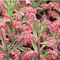 Braun kalanchoe bonsai blume samen for anpflanzung - cut blume favorite, heirloom & gmo free samen for home garten
 
 sale for anpflanzung in home garten.
