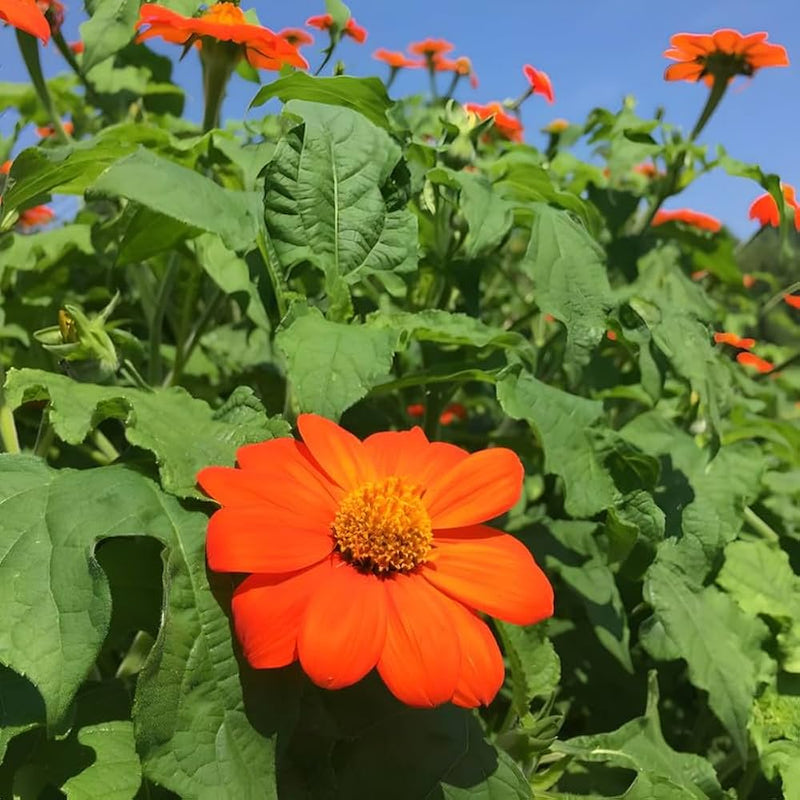 Mexikanische sonnenblumenkerne mexican sunflower samen
