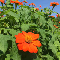 Mexikanische sonnenblumenkerne mexican sunflower samen