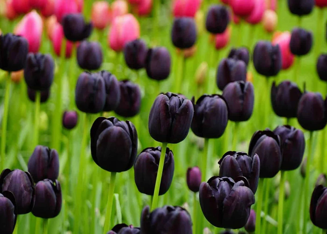 Schwarz Tulpe Blumensamen zur Aussaat hochwertige Qualitäts- Traditionssorte & ohne Gentechnik Samen Hausgarten