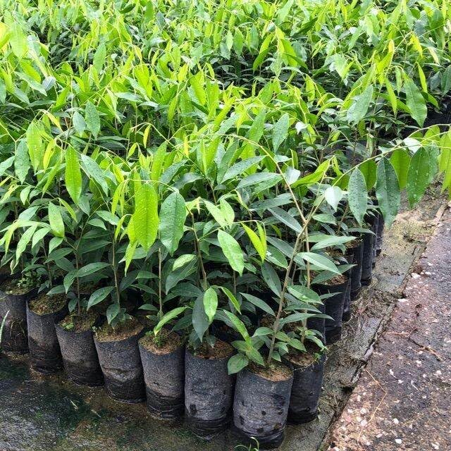 aquilaria species agarwood tree samen für home garden and exotic tree collection