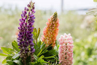 Lupine Samen zur Aussaat Lupinus Polyphyllus Wildblume Garten Blume Beet