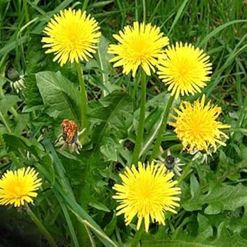 Dandelion blume samen for anpflanzung - vibrant colors, heirloom & gmo free samen for home garten
 
 sale for anpflanzung in home garten