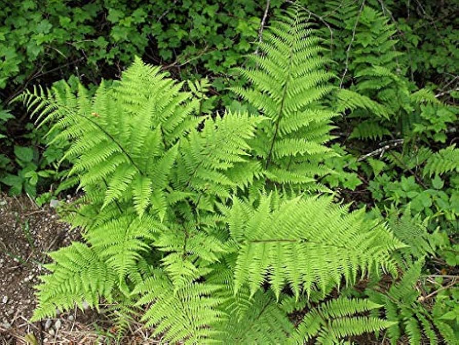 hell Grün Fern Pteridophyta Samen zur Aussaat Garten beliebt Traditionssorte & ohne Gentechnik Samen Hausgarten