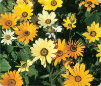 Dimorphotheca Blumensamen zur Aussaat – leuchtend Blüten – Traditionssorte & ohne Gentechnik Samen Hausgarten