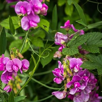Sweet peas blume samen for anpflanzung sun loving heirloom & gmo free samen for home garten 
 
 sale for anpflanzung in home garten