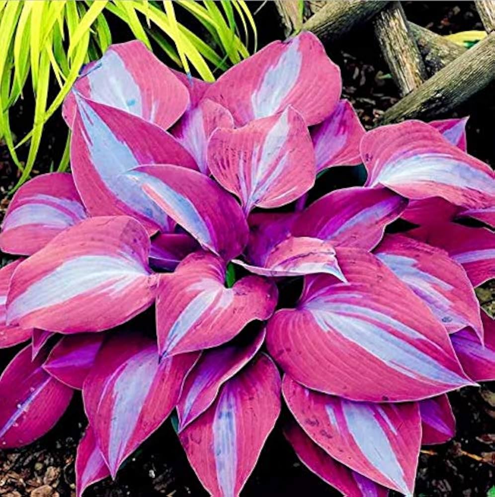 Hosta blühend Pflanzensamen Halbschatten Garten Schönheit
