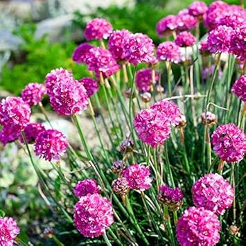 Armeria maritima blume samen for anpflanzung - premium quality, heirloom & gmo free samen for home garten
sale samen for home garten