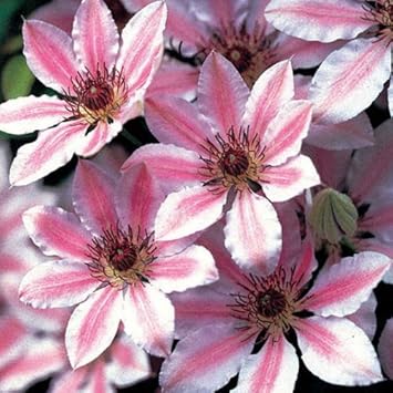 Mixed nelly moser blume samen for anpflanzung - bright blooms, heirloom & gmo free samen for home garten
 
 sale samen for anpflanzung in home garten