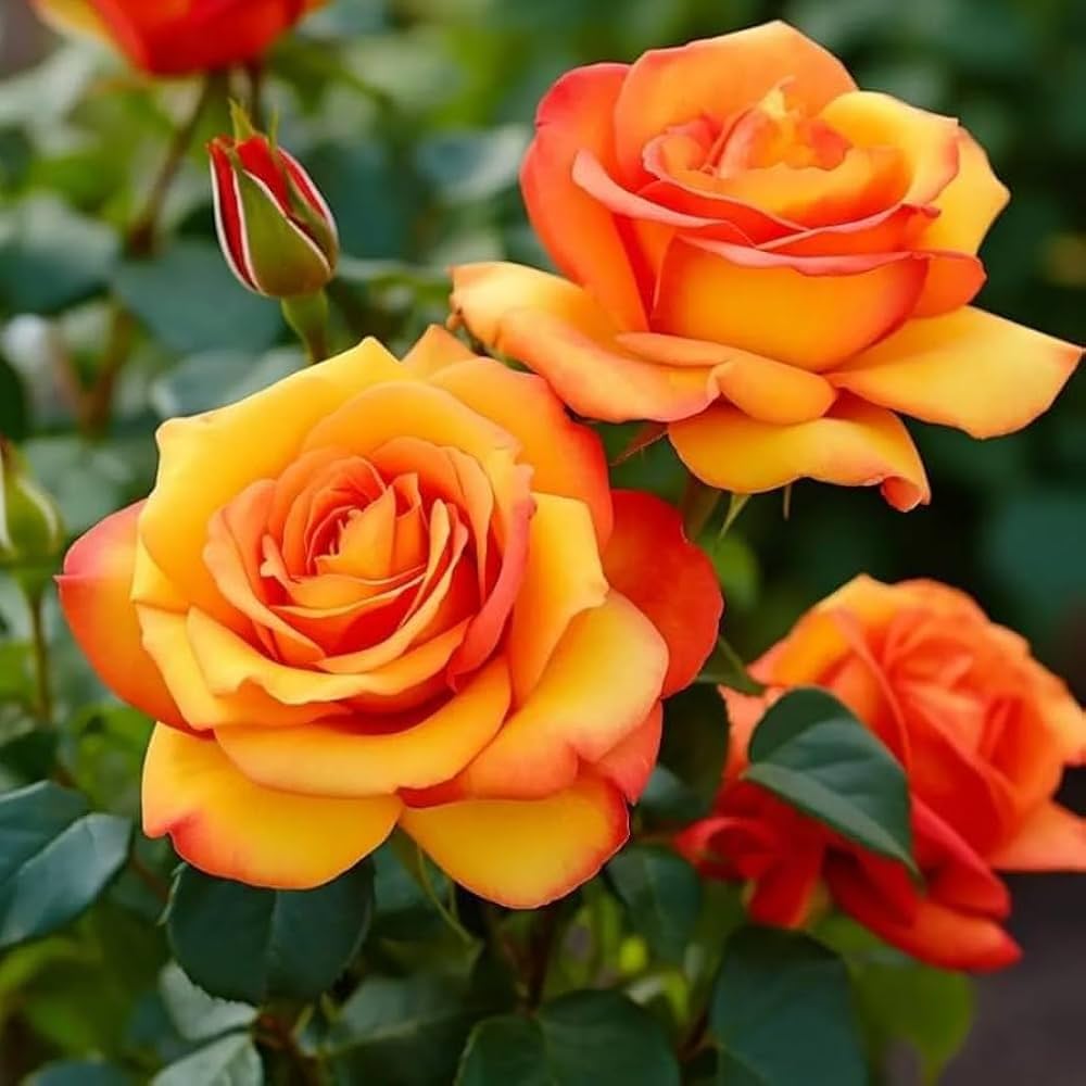 Orange Gelb Rose Blumensamen zur Aussaat Drought verträglich Traditionssorte & ohne Gentechnik Samen Hausgarten