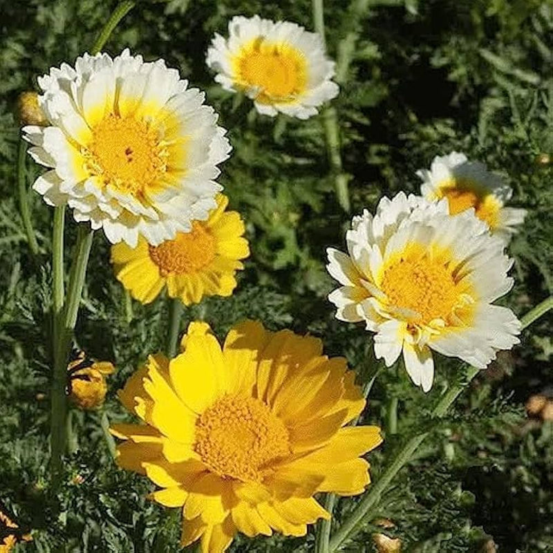 Chrysanthemum chrysanthemum spp for anpflanzung in blume bed