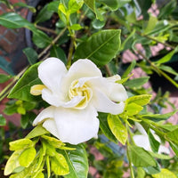 CAPE JASMINE Jasminiodes duftend Weiß Shrub Blumensamen zur Aussaat – pflegeleicht – Traditionssorte & ohne Gentechnik Samen Hausgarten