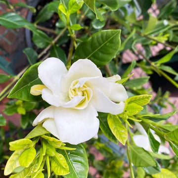 CAPE JASMINE Jasminiodes duftend Weiß Shrub Blumensamen zur Aussaat – pflegeleicht – Traditionssorte & ohne Gentechnik Samen Hausgarten