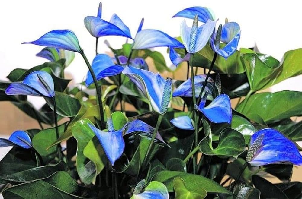 Blau Flamingoblume Andraeanum Blumensamen zur Aussaat saisonal Dauerblüher Traditionssorte & ohne Gentechnik Samen Hausgarten