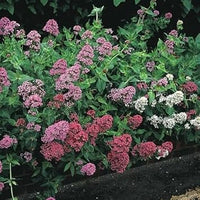 Mixed jupiter's blume samen for anpflanzung - drought tolerant, heirloom & gmo free samen for home garten
 
 sale for anpflanzung in home garten