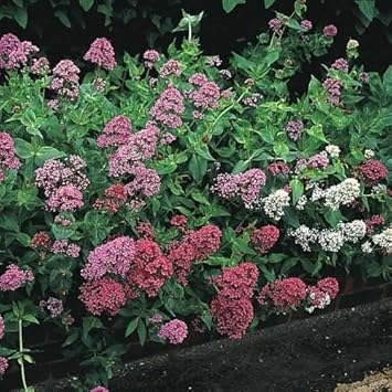 Mixed jupiter's blume samen for anpflanzung - drought tolerant, heirloom & gmo free samen for home garten
 
 sale for anpflanzung in home garten
