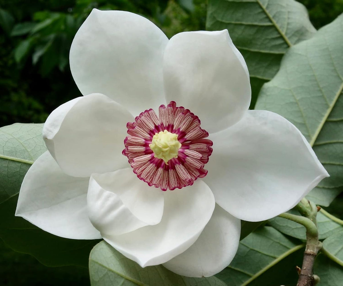 Yulan weiß blume samen for anpflanzung - fragrant blossoms, heirloom & gmo free samen for home garten
 
 sale samen for anpflanzung in home garten