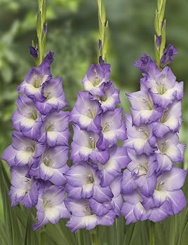 Himmelblau Gladiole Blumensamen zur Aussaat duftend Blüten Traditionssorte & ohne Gentechnik Samen Hausgarten