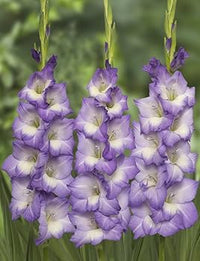 Himmelblau Gladiole Blumensamen zur Aussaat duftend Blüten Traditionssorte & ohne Gentechnik Samen Hausgarten
