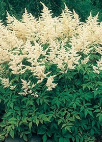 Cream astilbe blume samen for anpflanzung - drought tolerant, heirloom & gmo free samen for home garten
 
 sale samen for anpflanzung in home garten