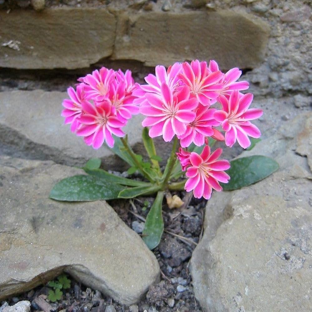 Rosa Cotyledon Blumensamen zur Aussaat – hochwertige Qualitäts- – Traditionssorte & ohne Gentechnik Samen Hausgarten