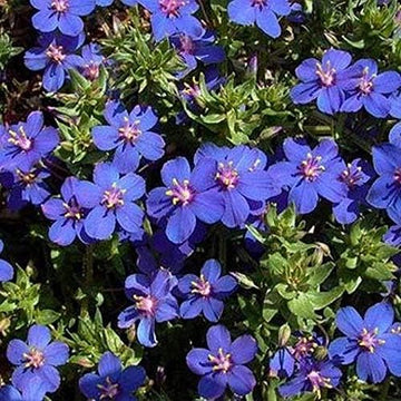 Blau pimpernel samen for stunning blau blumen