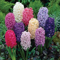 Hyacinthus orientalis blume samen for anpflanzung - wildflower mix, heirloom & gmo free samen for home garten
 
 sale samen for anpflanzung in home garten