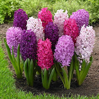 Hyacinthus Blumensamen – Samen zur Aussaat farbenfroh Blüten