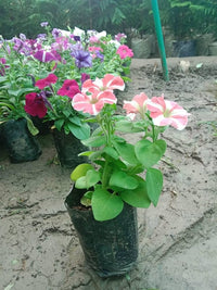 Petunie Samen zur Aussaat Petunie Hybrida mehrfarbige Blume Beet window pot
