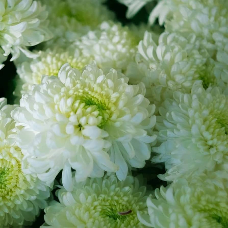 Weiß Grün Chrysantheme Blumensamen zur Aussaat – leuchtend – Traditionssorte & ohne Gentechnik Samen Hausgarten