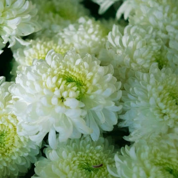 Weiß Grün Chrysantheme Blumensamen zur Aussaat – leuchtend – Traditionssorte & ohne Gentechnik Samen Hausgarten