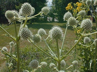 Eryngium yuccifolium rattlesnake master perennial samen