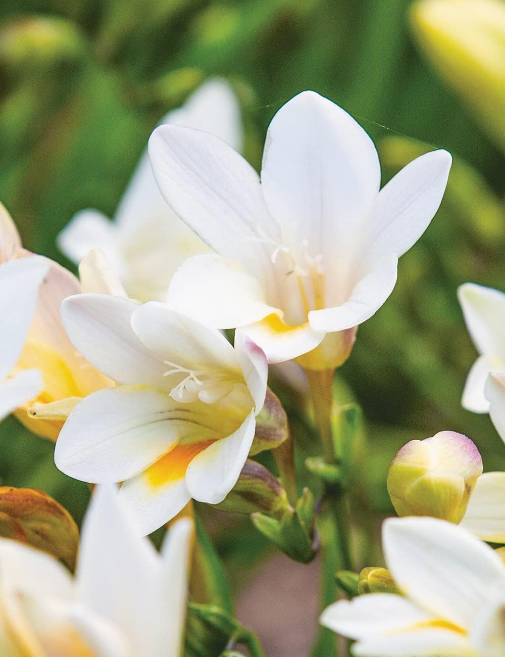 Freesia blume samen for anpflanzung - compact growth, heirloom & gmo free samen for home garten
 
 sale samen for anpflanzung in home garten