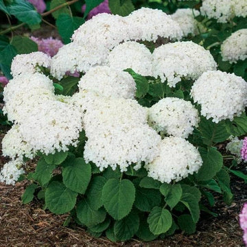 Native hydrangea arborescens for garten anpflanzung