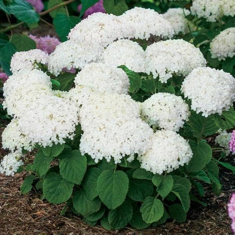 Native hydrangea arborescens for garten anpflanzung