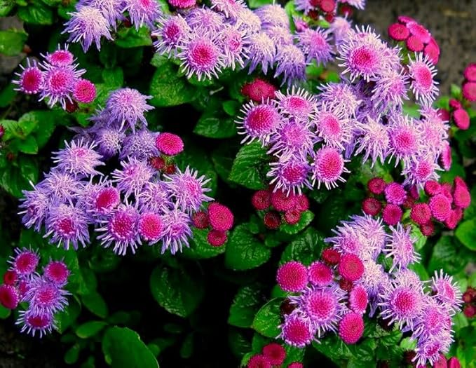 Floss Blumensamen Soft und Fluffy Blüten
