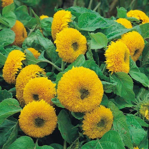 Teddy (teddy sunflower) samen for anpflanzung in home garten