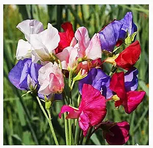 Mammoth wahl mix sweet pea samen for fragrant garten blumen