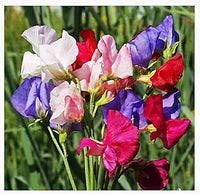 Mammoth wahl mix sweet pea samen for fragrant garten blumen