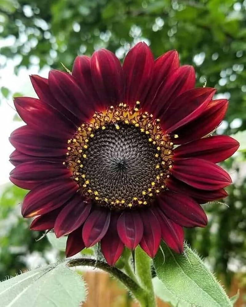Chocolate Sonnenblume Samen – ideal zur Aussaat