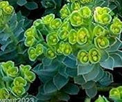 Grün euphorbia myrsinites blume samen for anpflanzung - cut blume favorite, heirloom & gmo free samen for home garten
 
 sale samen for home garten