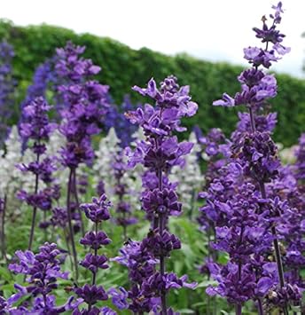 Violet farinacea blume samen for anpflanzung shade tolerant heirloom & gmo free samen for home garten
 
 sale samen for home garten anpflanzung
