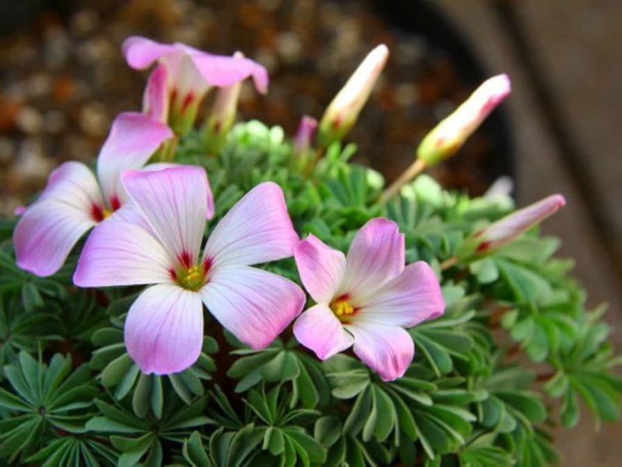 Sauerklee Laciniata Blumensamen einzigartig Leaf und Petal Design