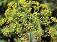 mammoth dill anethum graveolens samen